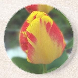 yellow red tulips coaster