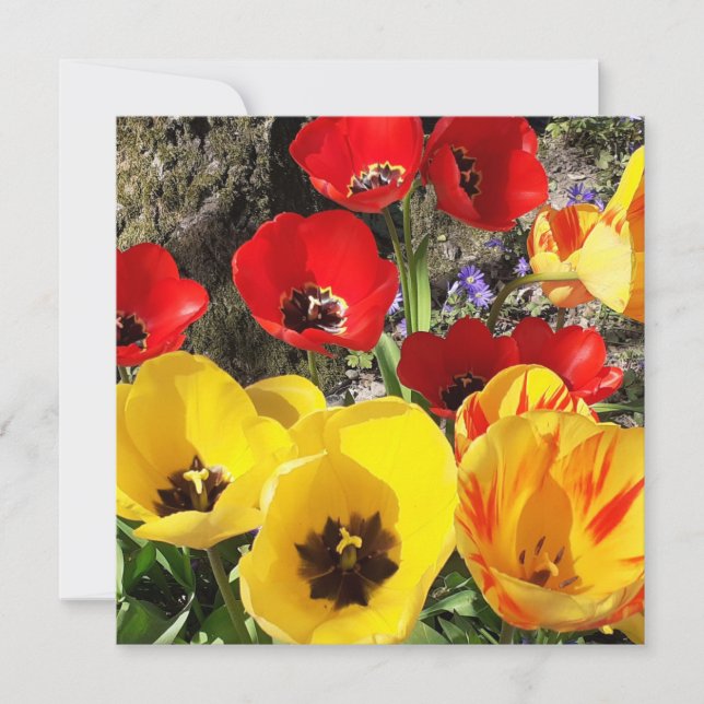 Yellow & Red Tulips Flat Card (Front)
