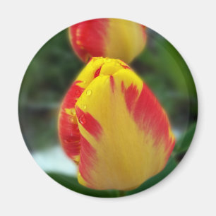 yellow red tulips magnet