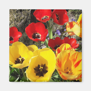 Yellow & Red Tulips Magnet