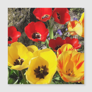 Yellow & Red Tulips Magnetic Card