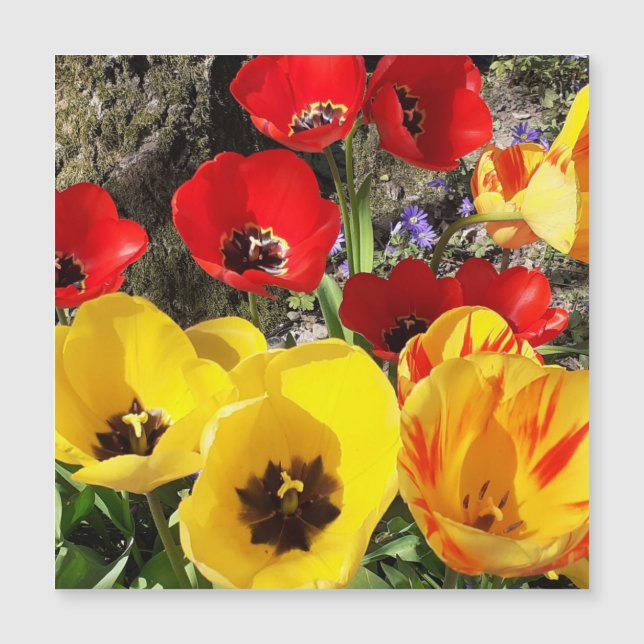 Yellow & Red Tulips Magnetic Card (Front)