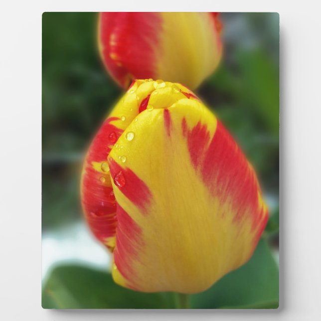 yellow red tulips plaque (Front)