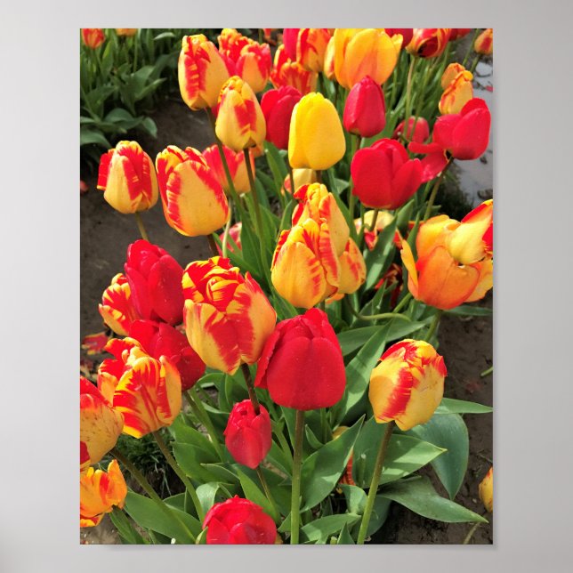 Yellow & Red Tulips Poster (Front)