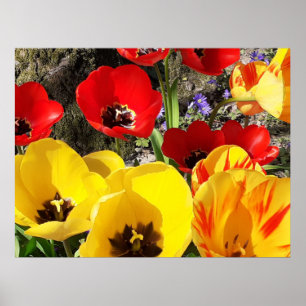 Yellow & Red Tulips Poster