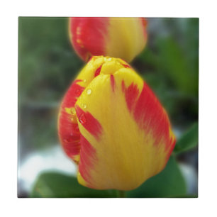 yellow red tulips tile