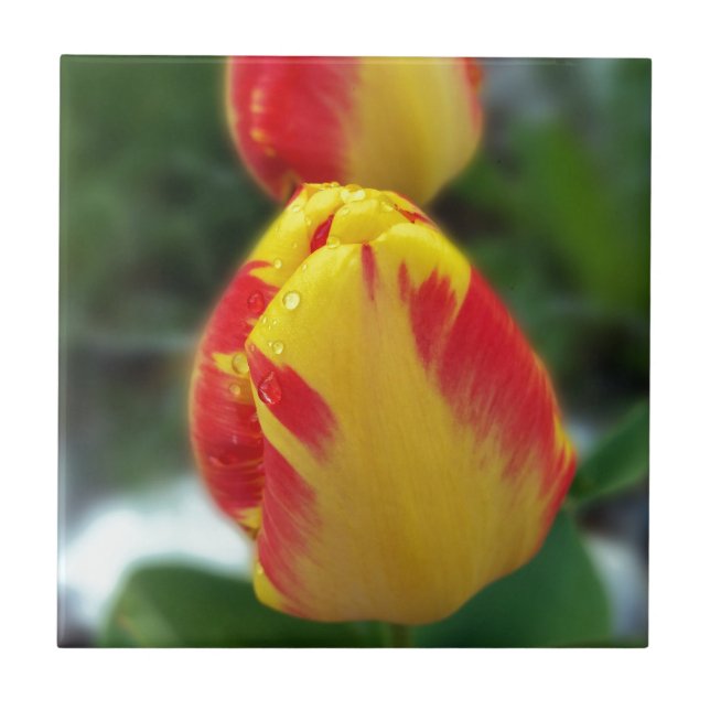 yellow red tulips tile (Front)
