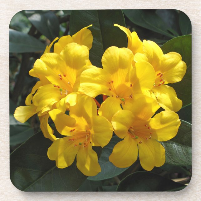 Yellow Rhododendron Coaster (Front)