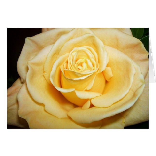 Yellow Rose (Front Horizontal)
