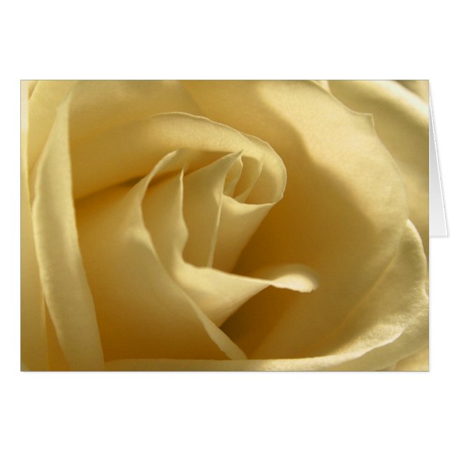 Yellow-Rose (Front Horizontal)