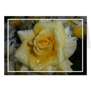 Yellow Rose