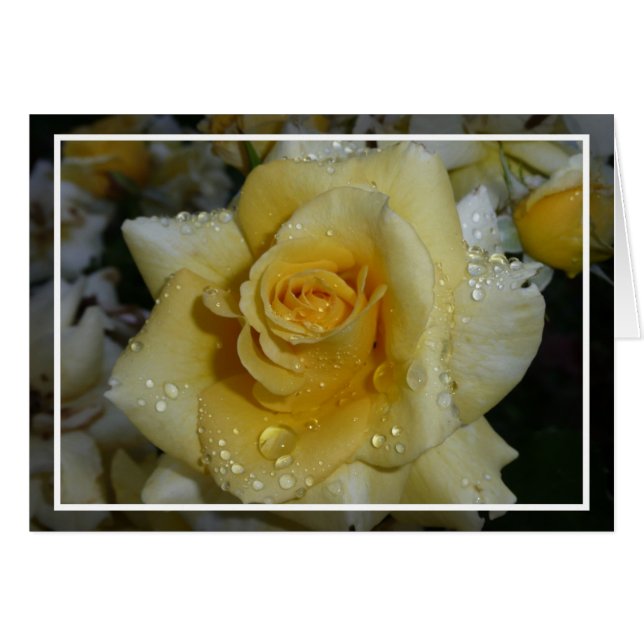 Yellow Rose (Front Horizontal)