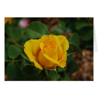 Yellow Rose