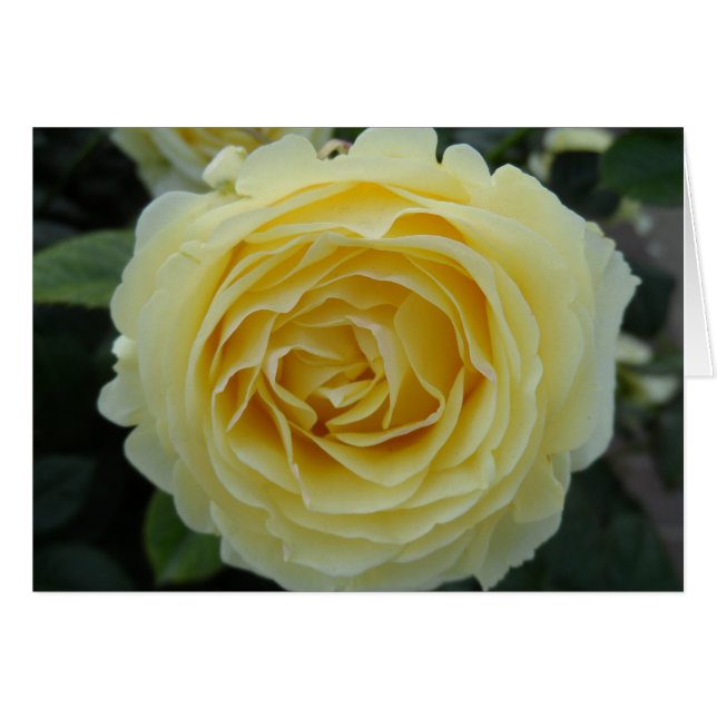 Yellow Rose (Front Horizontal)