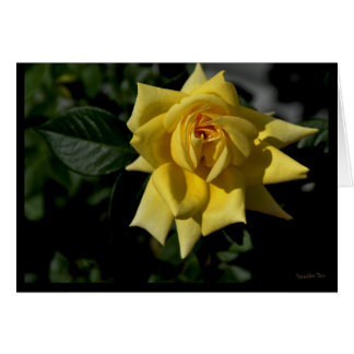 Yellow Rose