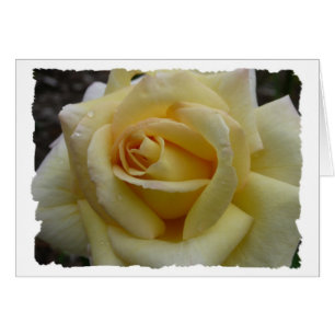 Yellow Rose