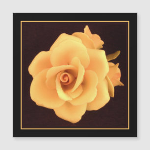 Yellow Rose, 2004 Photo.