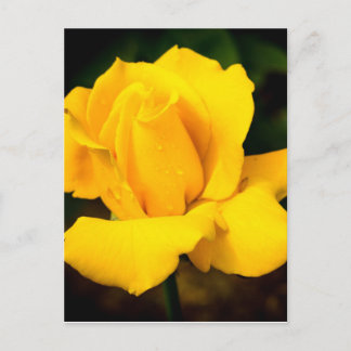 Yellow Rose - After the Rain Postcard