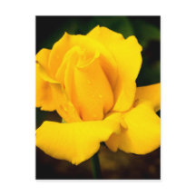 Yellow Rose - After the Rain