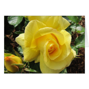 Yellow Rose and Rosebud