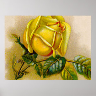 Yellow Rose Antique Vintage Print Fine Art