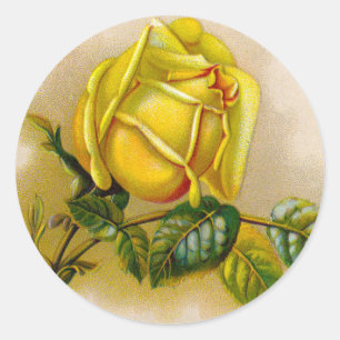 Yellow Rose Artwork Print Fine Art Classic Round Sticker