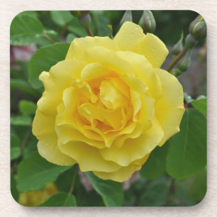Yellow rose beauty    coaster