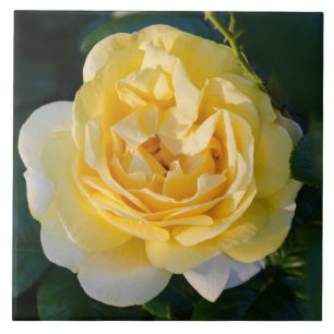 Yellow Rose Blossom Ceramic Tile