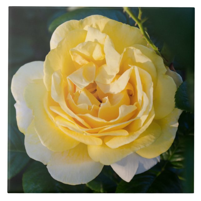Yellow Rose Blossom Ceramic Tile (Front)