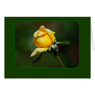 Yellow Rose Bud