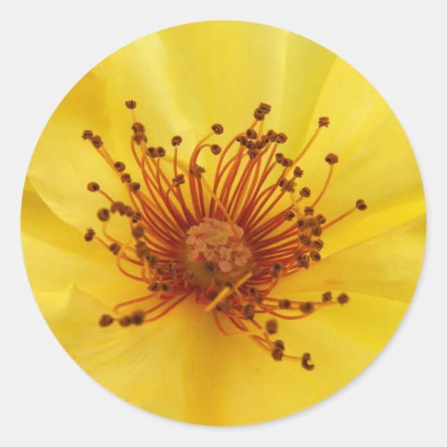 Yellow Rose Centre Stickers (Front)