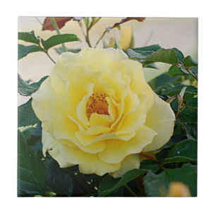 Yellow Rose Ceramic Tile