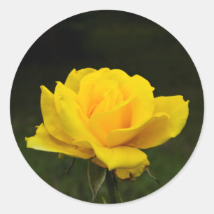Yellow rose classic round sticker