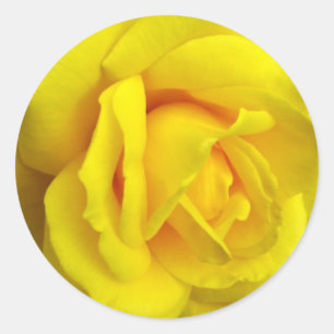 Yellow Rose Classic Round Sticker