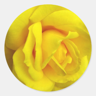 Yellow Rose Classic Round Sticker