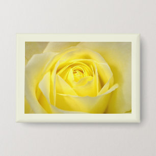Yellow Rose Closeup