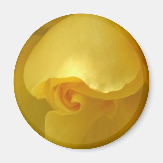 Yellow Rose Closeup Magnet (Front)