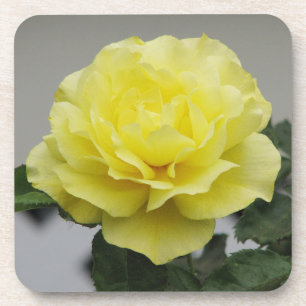 Yellow rose coasters