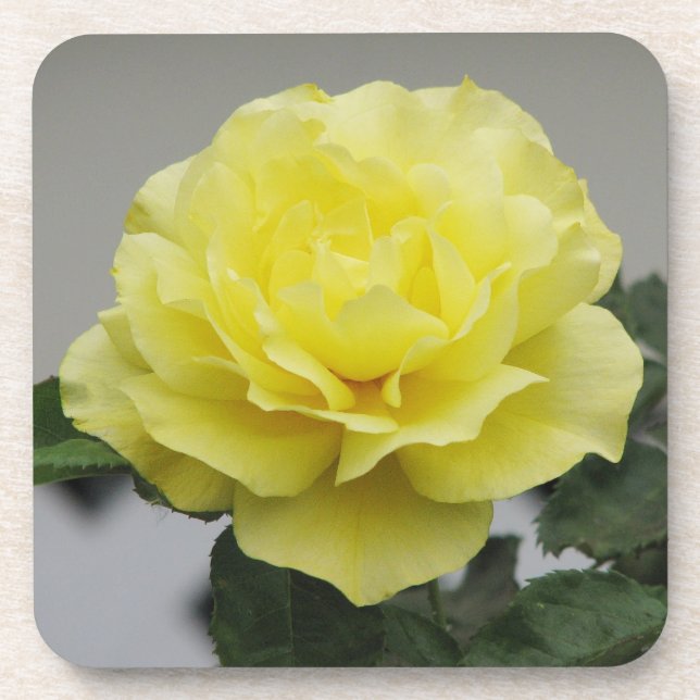 Yellow rose coasters (Front)