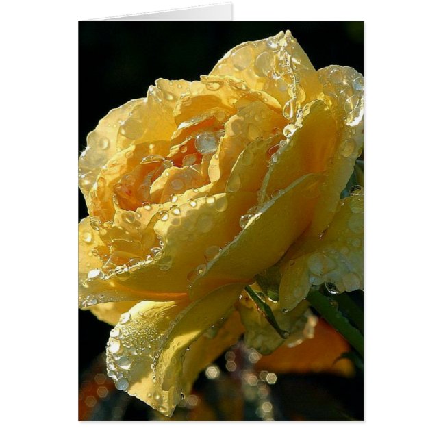 Yellow Rose Floral 6 (Front)
