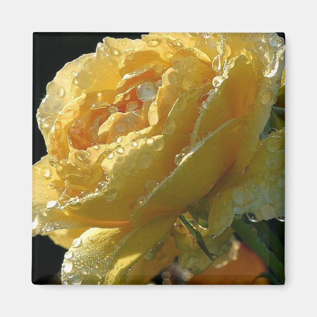 Yellow Rose Floral 6 Magnet (Front)