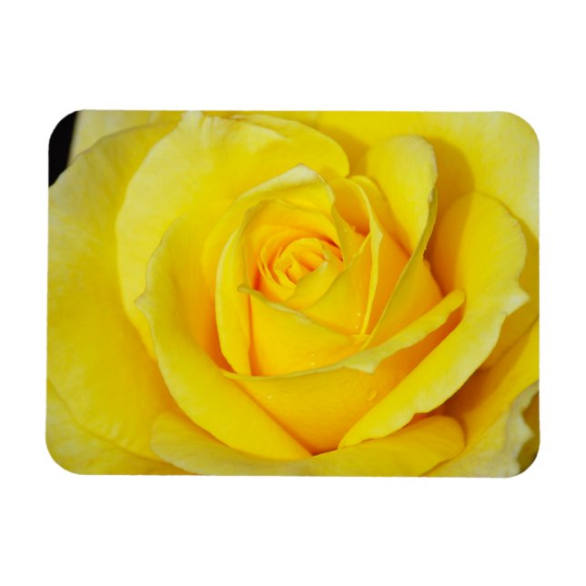 Yellow rose floral magnet (Horizontal)