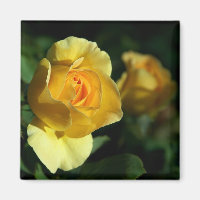 Yellow Rose Floral