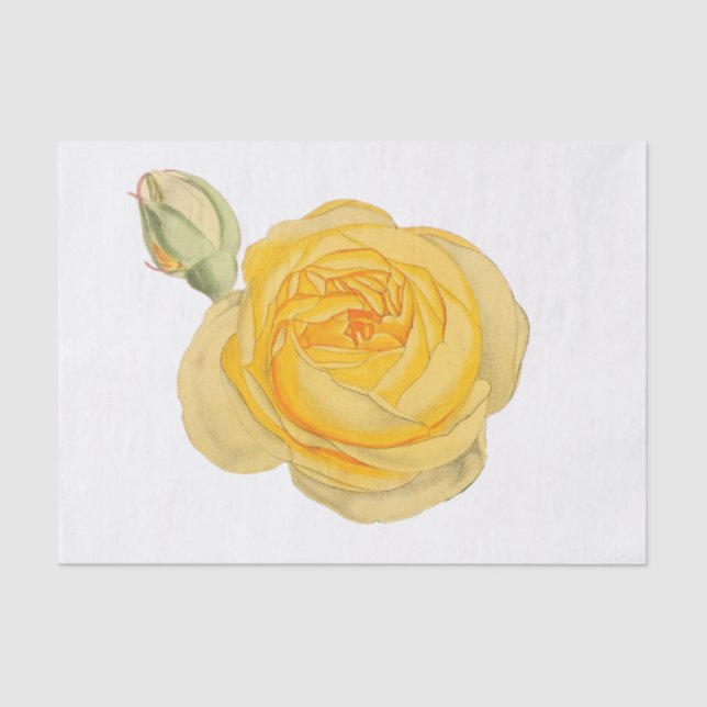 Yellow Rose Flower Floral Tissue Paper #1 (Front)