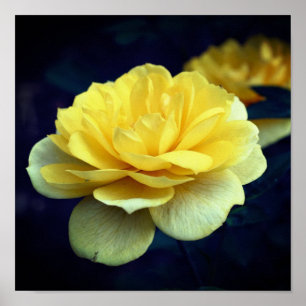 Yellow Rose Flower In Full Bloom  Poster