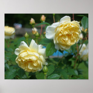 Yellow Rose Flower Pair Poster