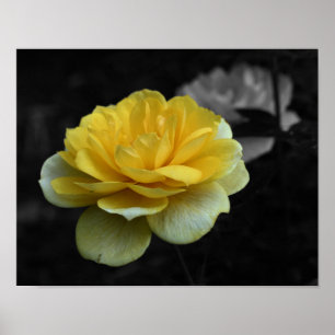Yellow Rose Flower Partial Colour Poster
