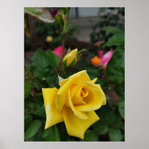 Yellow rose flower poster