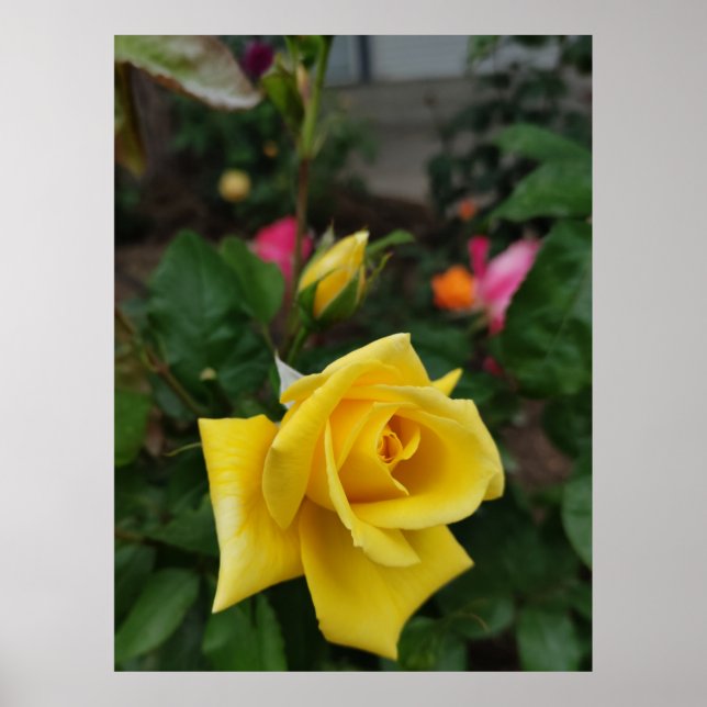 Yellow rose flower poster (Front)