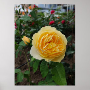 Yellow rose flower poster